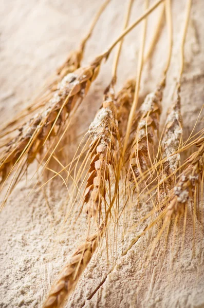 Ähren aus Weizen — Stockfoto