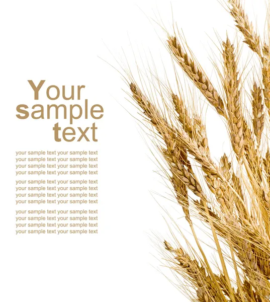 Orejas de trigo sobre fondo blanco aislado — Foto de Stock