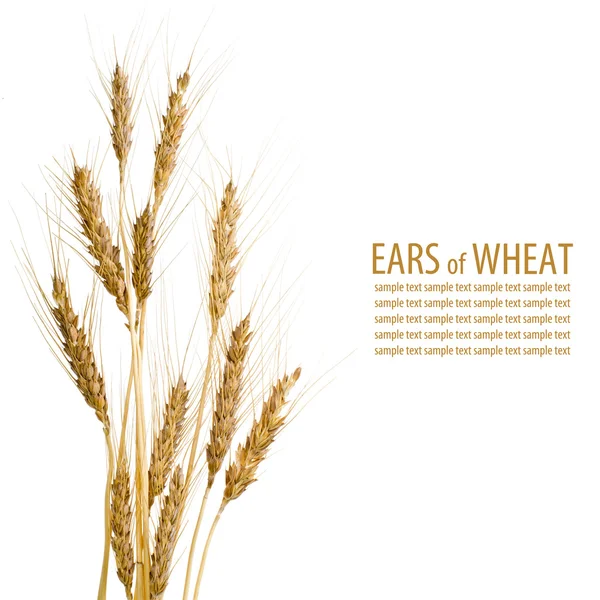 Orelhas de trigo sobre fundo branco isolado — Fotografia de Stock