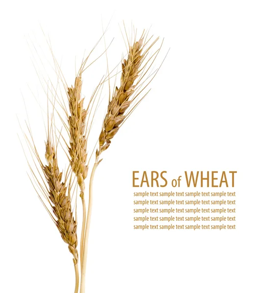 Вуха пшениці на ізольованому білому тлі — стокове фото