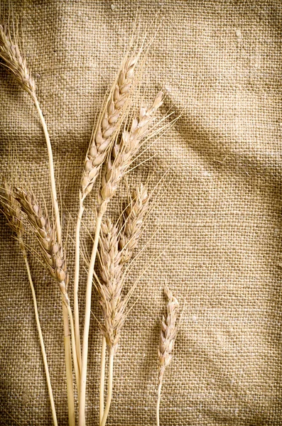 Kłosy pszenicy na tkaniny lniane — Zdjęcie stockowe