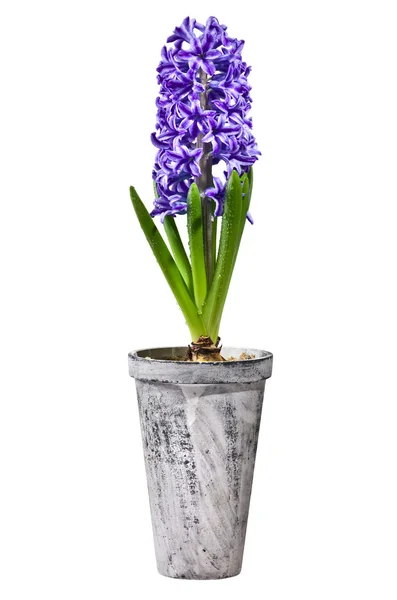 stock image Plant with beautiful flowers on isolated white background