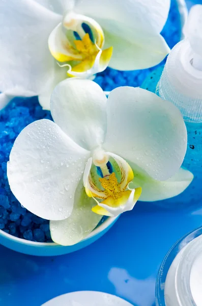 Bílá orchidej květiny na modrém pozadí — Stock fotografie