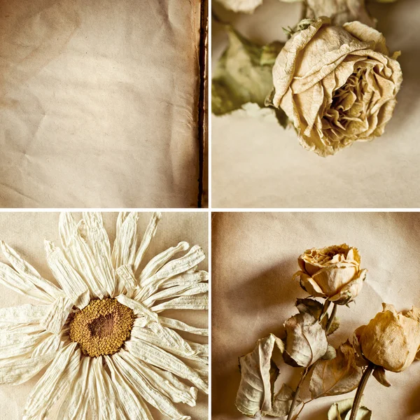 Flores secas —  Fotos de Stock