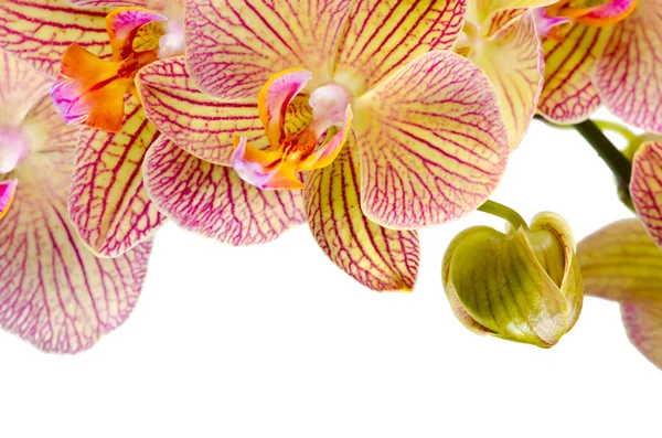Piękne kwiaty orchidei na na białym tle — Zdjęcie stockowe