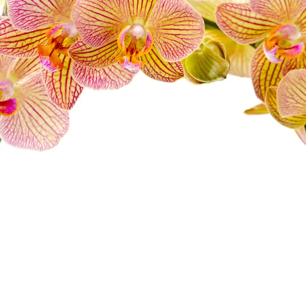Lindas flores de orquídeas no fundo branco isolado — Fotografia de Stock