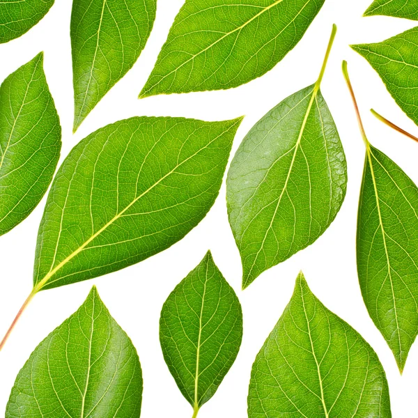 Zelené listy izolované na bílém pozadí — Stock fotografie