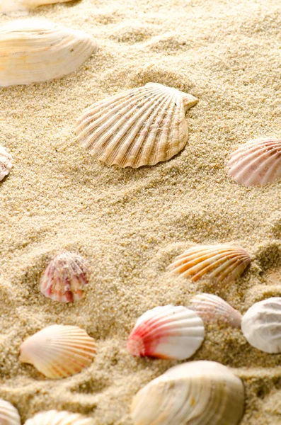 Areia e conchas — Fotografia de Stock
