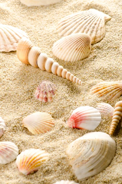 Sand und Muscheln — Stockfoto