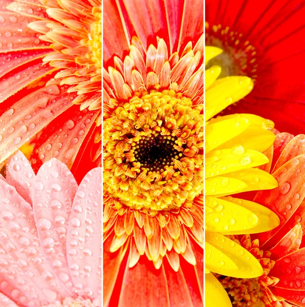 stock image Flowers with drops of water