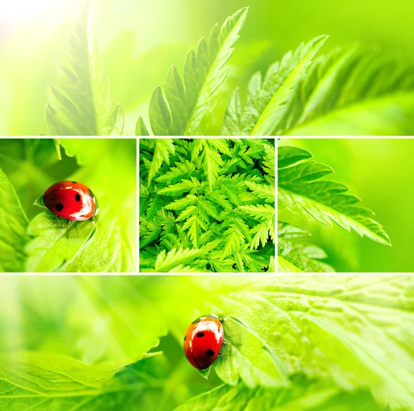 Green nature background — Stock Photo, Image