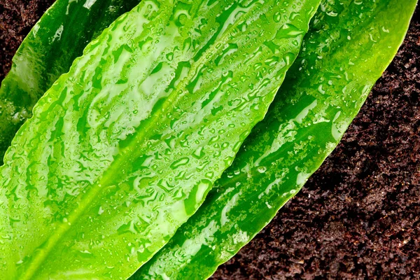 Hojas verdes con gotas de agua en el suelo —  Fotos de Stock