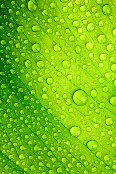 Piękny zielony liść z kroplami wody — Zdjęcie stockowe