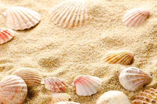 Seashell background Stock Picture