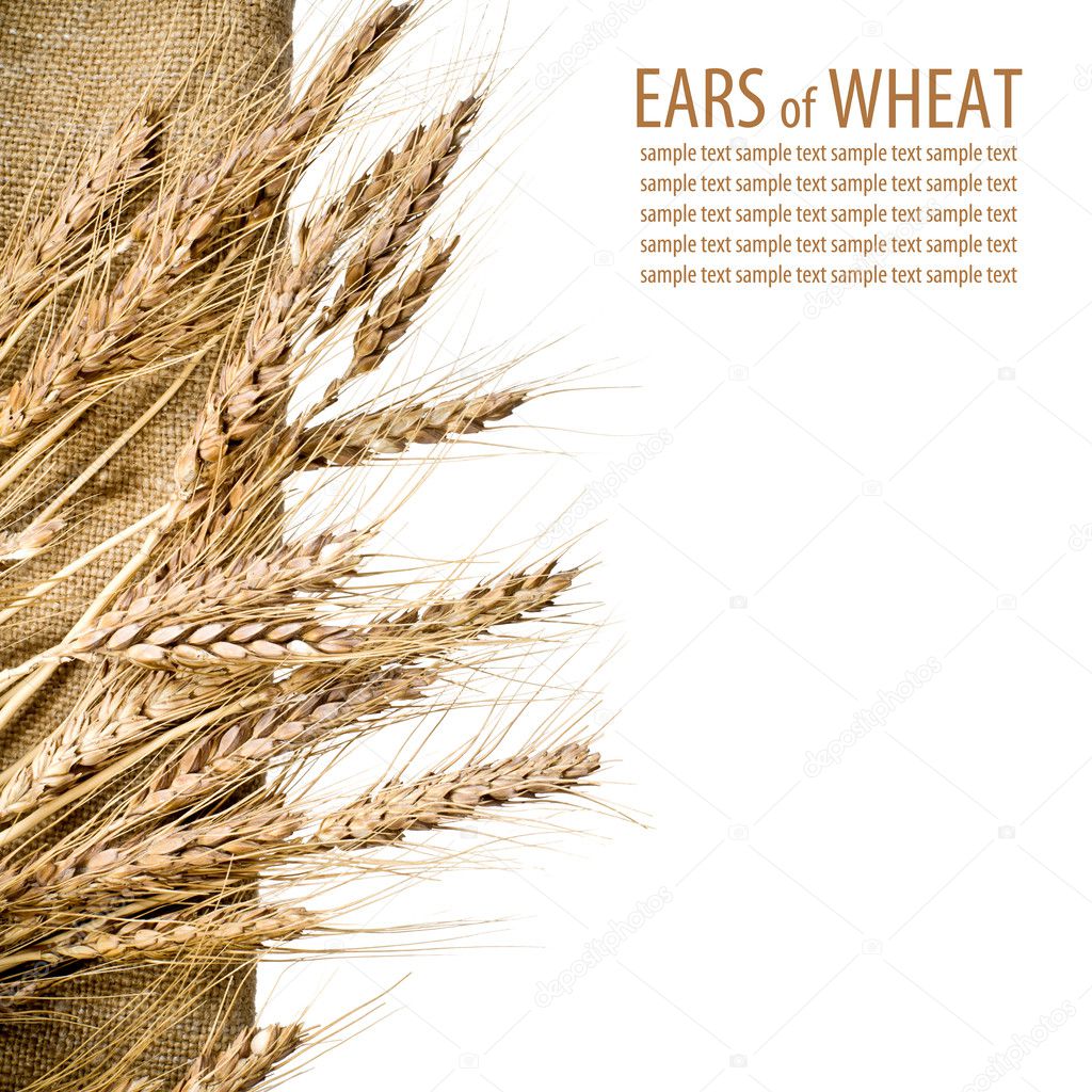 Wheat and burlap fabric on isolated white background