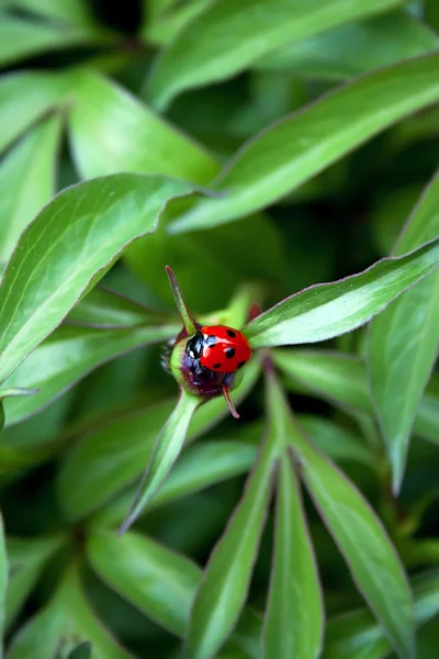 Ladybug on peony bud — Stock Photo, Image