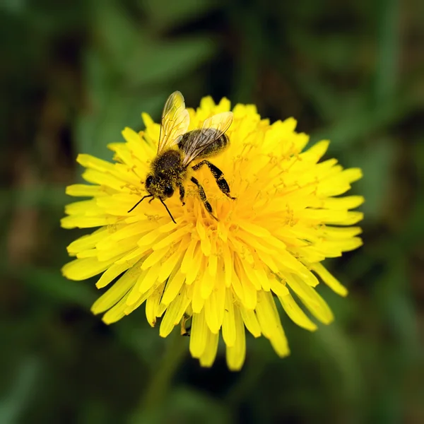 stock image Bee and dandelion