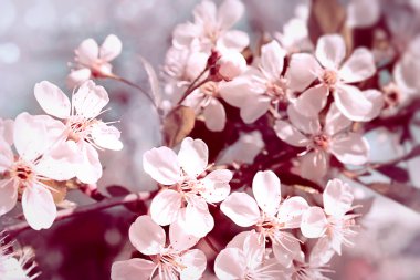 Blossom cherry clipart