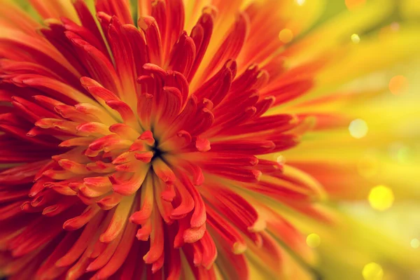 Orange-röd blomma — Stockfoto