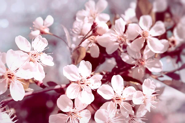 stock image Blossom cherry