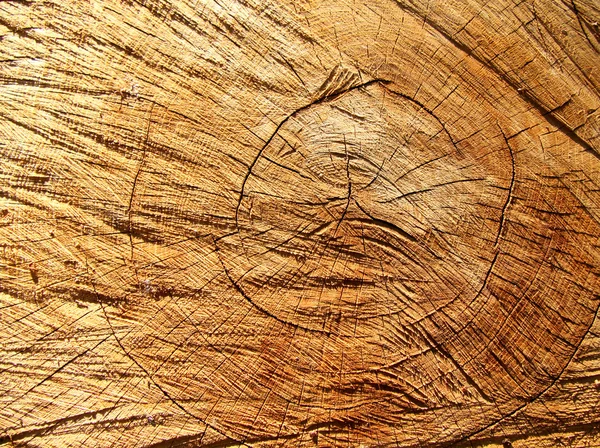 Background of the tree — Stock Photo, Image