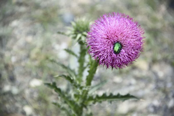 Зелений жук на рожевій квітці — стокове фото