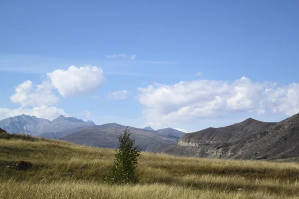 Einsamer kleiner Baum auf einem Gebirge im Hintergrund — Stockfoto