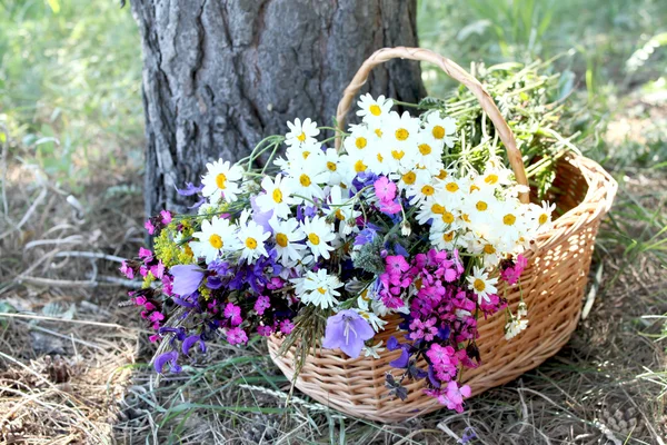 stock image Herb basket