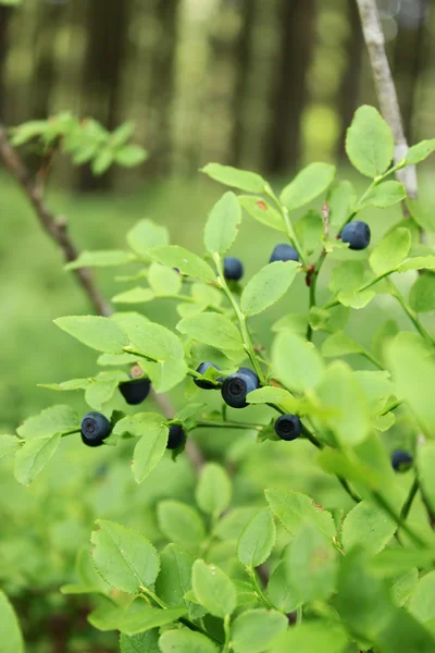 Blueberries bush — Stock Photo, Image