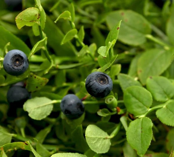 Blueberries bush — Stock Photo, Image