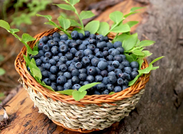 Fresh blueberries in a basket — Stock Photo, Image