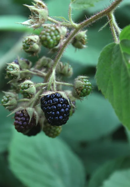Blackberry bush from the forest — Stock Photo, Image