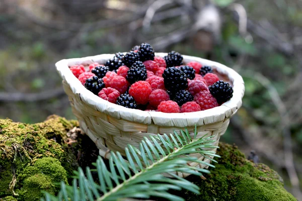 Basket with berries from the forest — Stock Photo, Image
