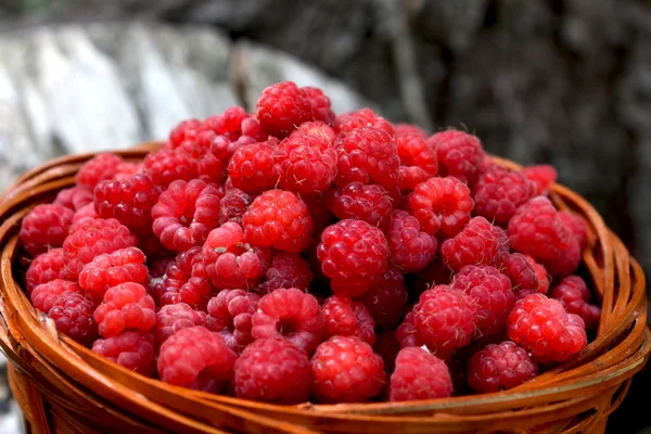 Basket with raspberries from the forest — Stock Photo, Image