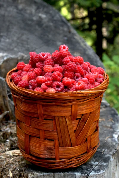 Basket with raspberries from the forest — Stock Photo, Image