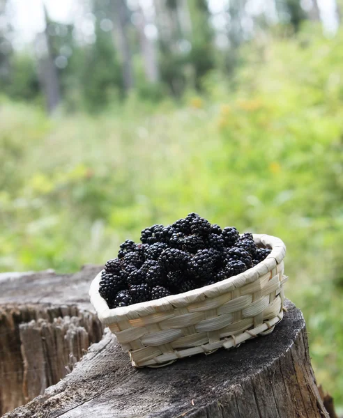 Blackberry basket — Stock Photo, Image