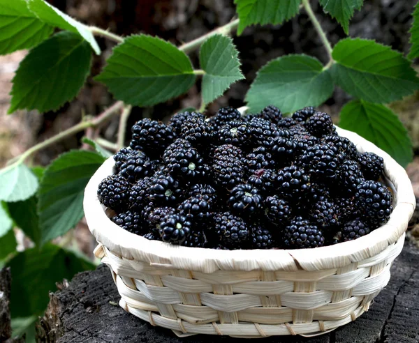 Blackberry basket — Stock Photo, Image
