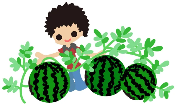 Odla vattenmelon — Stock vektor