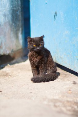 mavi kapı arka bahçesinde kedi