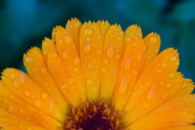 Bahçe çiçek calendula fotoğrafı