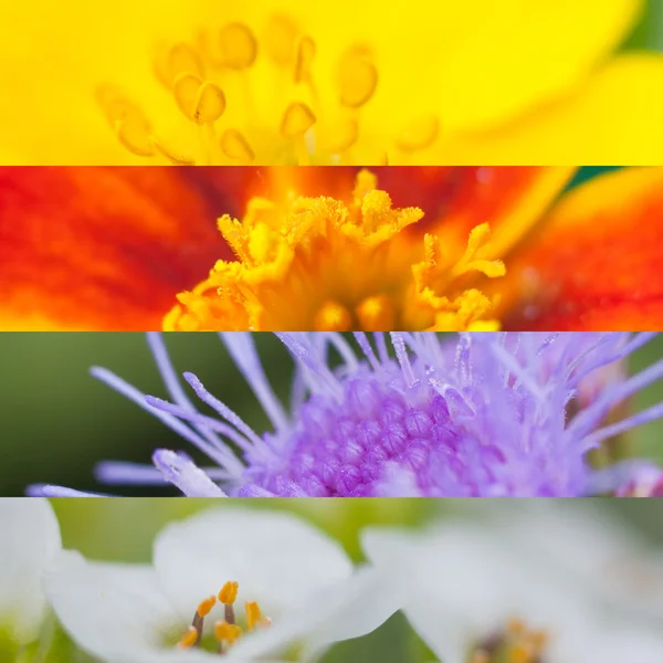 Collage de flores de verano — Foto de Stock