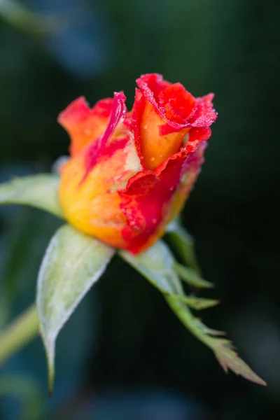 Foto van tuin bloemen rozen — Stockfoto