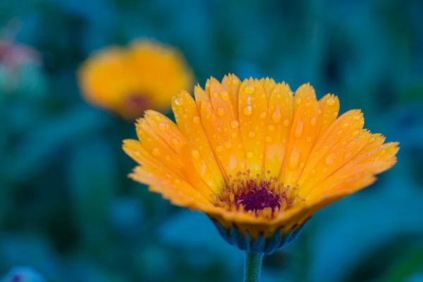 Foto de flores de jardín caléndula — Foto de Stock