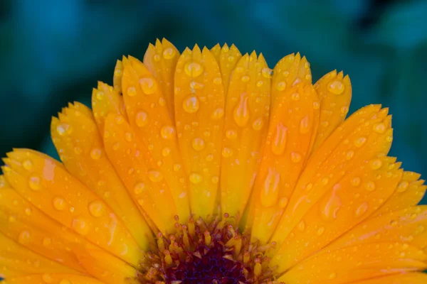 Foto de flores de jardín caléndula — Foto de Stock