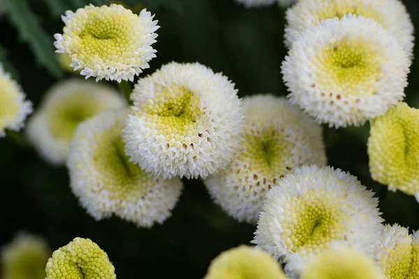 Photo of garden flowers — Stock Photo, Image