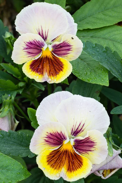 stock image Photo of garden flowers pansy