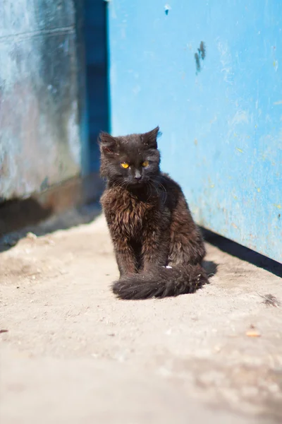 Mavi kapı arka bahçesinde kedi — Stok fotoğraf