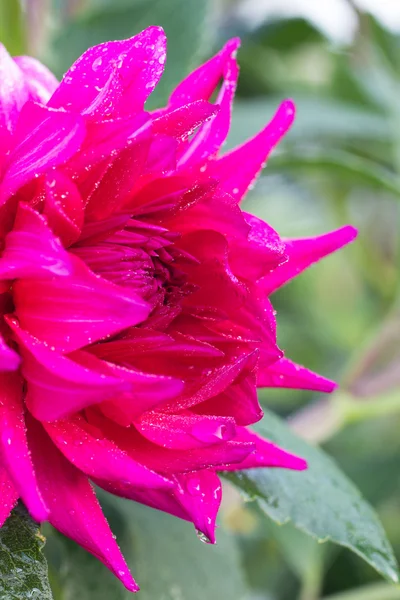 庭の花牡丹の写真 — ストック写真