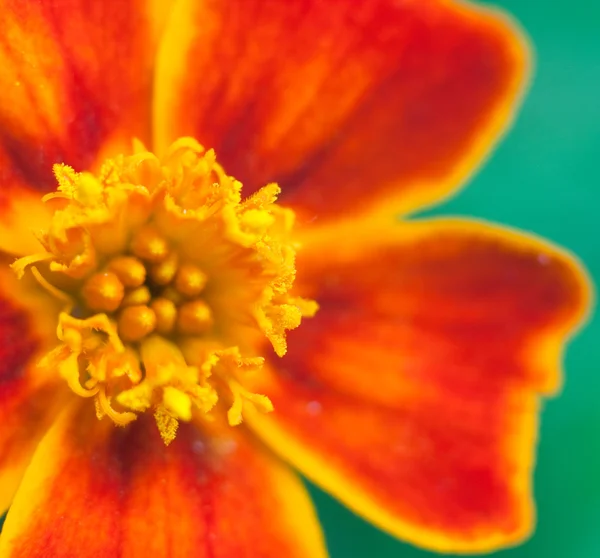 Fleur orange — Photo