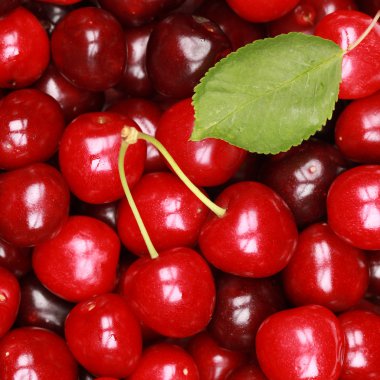 Cherries clipart